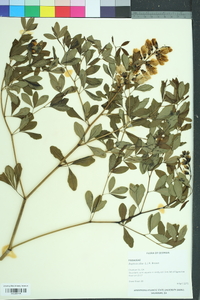 Baptisia alba image