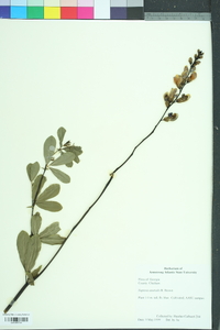 Baptisia australis image