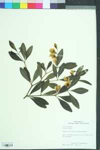 Baptisia cinerea image