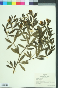 Baptisia lanceolata image