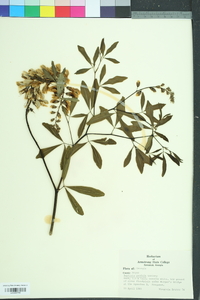 Baptisia alba image