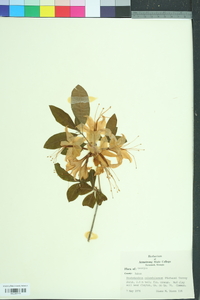 Rhododendron calendulaceum image