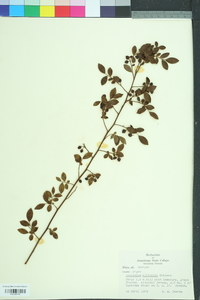 Vaccinium elliottii image