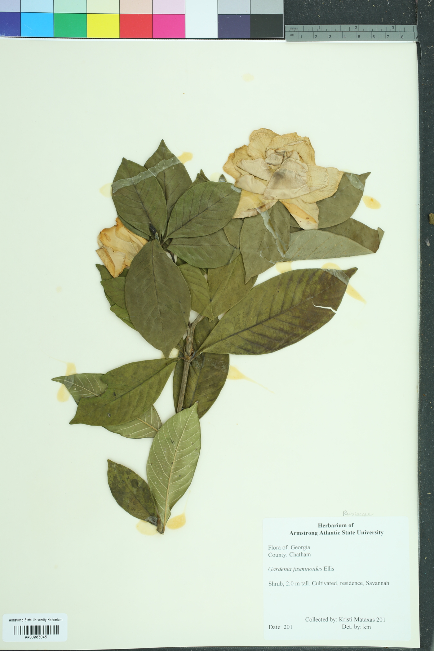 Gardenia jasminoides image