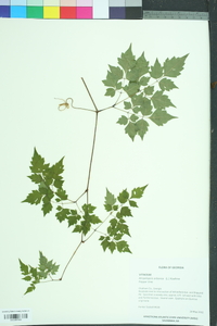 Ampelopsis arborea image