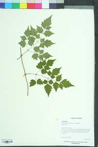 Ampelopsis arborea image