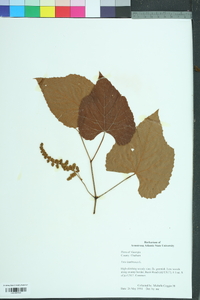 Vitis labrusca image