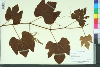 Vitis labrusca image