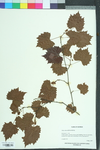 Vitis rotundifolia image