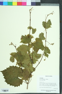 Vitis rotundifolia image