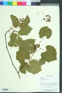 Vitis rotundifolia image