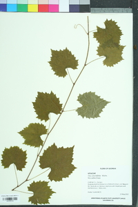 Vitis rotundifolia image