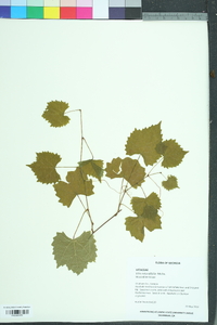 Vitis rotundifolia image