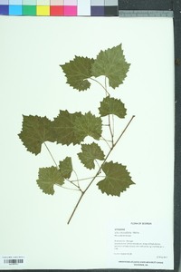 Vitis rotundifolia image