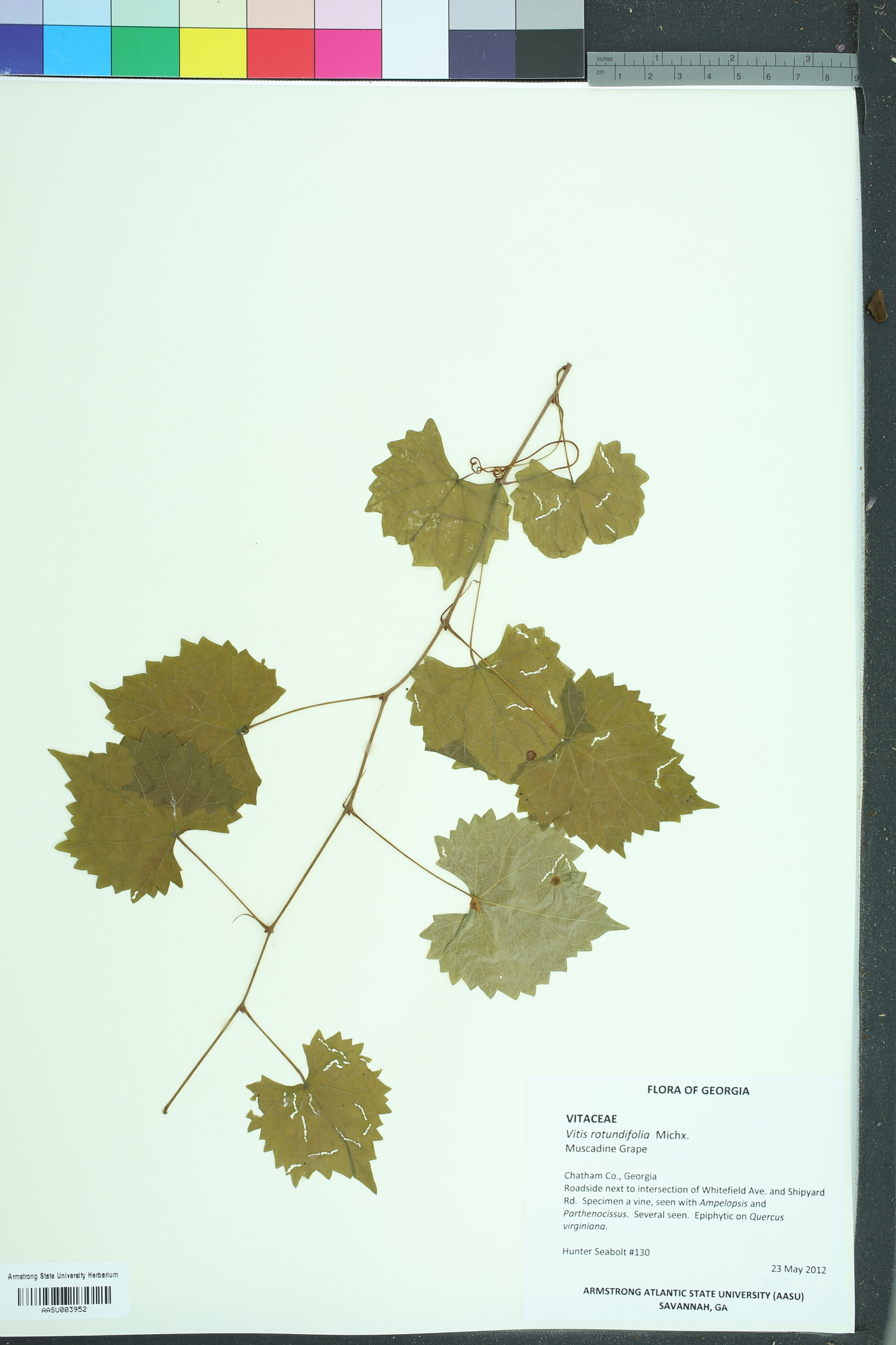 Vitis rotundifolia image