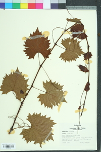 Vitis rotundifolia image