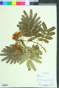 Albizia julibrissin image