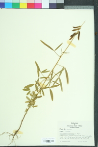 Crotalaria lanceolata image