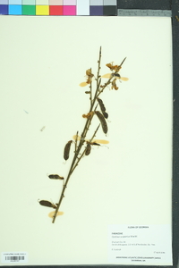 Cytisus scoparius image
