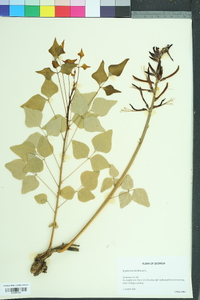Erythrina herbacea image