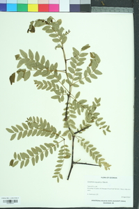 Gleditsia aquatica image