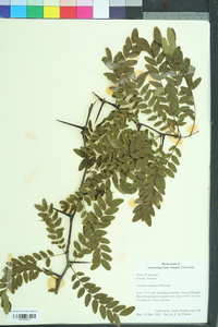 Gleditsia aquatica image