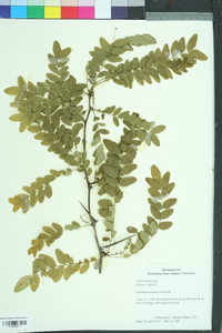 Gleditsia aquatica image