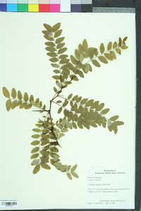 Gleditsia aquatica image