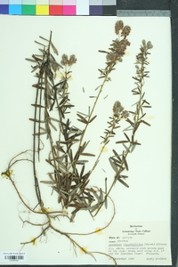 Lespedeza angustifolia image