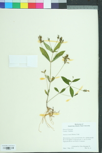 Justicia ovata image