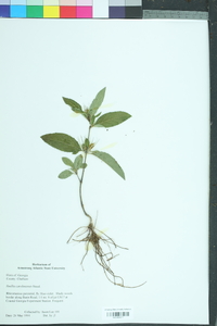 Ruellia caroliniensis image