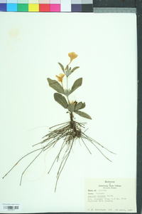 Ruellia caroliniensis image