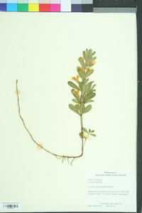 Dyschoriste oblongifolia image