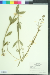 Verbena brasiliensis image