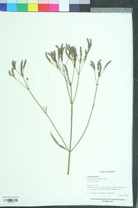 Verbena brasiliensis image