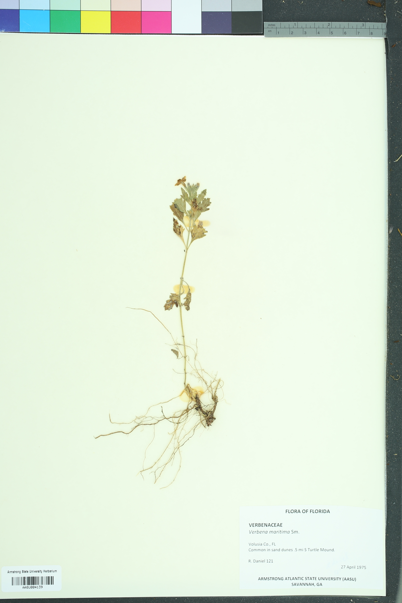 Glandularia maritima image