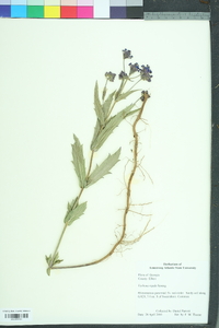 Verbena rigida image