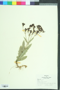 Verbena rigida image