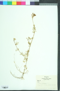 Glandularia pulchella image