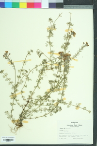 Glandularia pulchella image