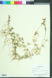 Glandularia pulchella image