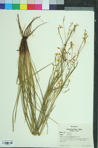 Sisyrinchium atlanticum image