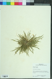 Sisyrinchium rosulatum image