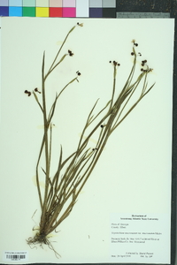 Sisyrinchium mucronatum image