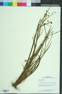 Sisyrinchium mucronatum image