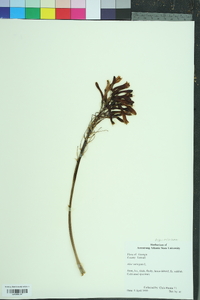 Image of Aloe variegata