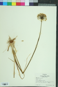 Allium cuthbertii image