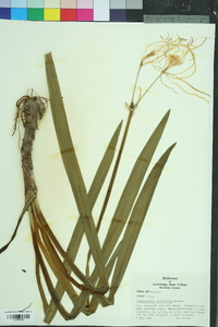 Hymenocallis crassifolia image