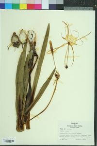 Hymenocallis crassifolia image