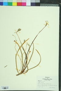 Tristagma uniflorum image